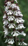 Lady Orchid (Orchis purpurea)