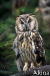 Long-eared Owl (Asio otus)