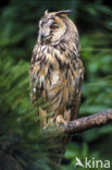 Long-eared Owl (Asio otus)