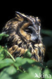 Long-eared Owl (Asio otus)