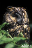 Long-eared Owl (Asio otus)