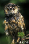 Long-eared Owl (Asio otus)