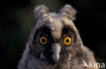 Long-eared Owl (Asio otus)