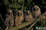 Long-eared Owl (Asio otus)