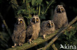 Long-eared Owl (Asio otus)