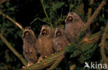 Long-eared Owl (Asio otus)