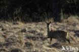 Roe Deer (Capreolus capreolus)