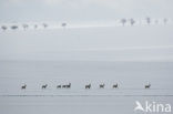 Roe Deer (Capreolus capreolus)