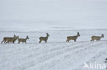 Roe Deer (Capreolus capreolus)