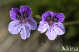 Manescau Stork’s-bill (Erodium manescavii)