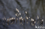 Common Reed (Phragmites australis)