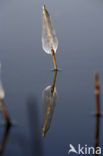 Common Reed (Phragmites australis)