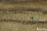 Common Reed (Phragmites australis)