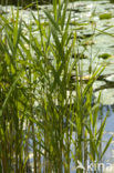 Riet (Phragmites australis)