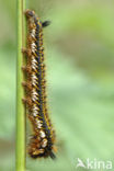 The Lackey (Malacosoma neustria)