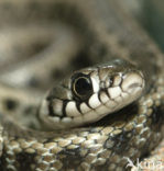 Grass Snake (Natrix natrix)