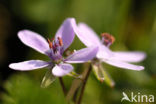 Robertskruid (Geranium robertianum)