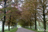 Purple Beech (Fagus purpurea)