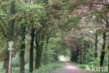 Purple Beech (Fagus purpurea)