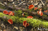 scarlet cup fungus (Sarcoscypha coccinea)