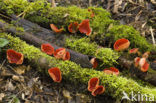 scarlet cup fungus (Sarcoscypha coccinea)