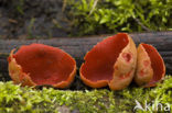 scarlet cup fungus (Sarcoscypha coccinea)