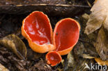 scarlet cup fungus (Sarcoscypha coccinea)