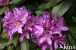 Rhododendron spec.