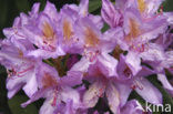 Rhododendron spec.
