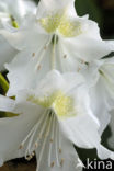 Rhododendron spec.