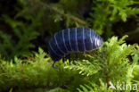 pillbug (Armadillidium vulgare)