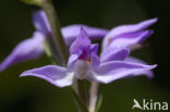 Rood bosvogeltje (Cephalanthera rubra) 