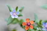 Scarlet Pimpernel (Anagallis arvensis subsp. arvensis)