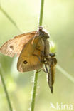 robberfly (Asilus sp.)