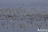 Bar-tailed Godwit (Limosa lapponica)