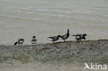 Rotgans (Branta bernicla)