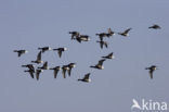 Rotgans (Branta bernicla)