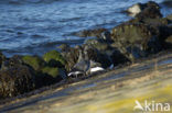 Rotgans (Branta bernicla)