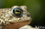Natterjack toad (Bufo calamita