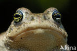 Natterjack toad (Bufo calamita