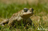 Natterjack toad (Bufo calamita