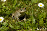 Rugstreeppad (Bufo calamita