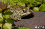 Natterjack toad (Bufo calamita