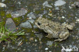 Rugstreeppad (Bufo calamita