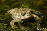 Rugstreeppad (Bufo calamita