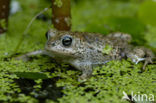 Rugstreeppad (Bufo calamita