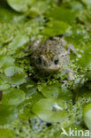 Rugstreeppad (Bufo calamita