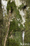 Silver Birch (Betula pendula)