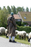 Sheep (Ovis domesticus)