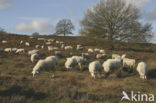 Sheep (Ovis domesticus)
